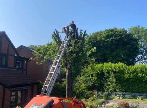 tree pruning blackwood