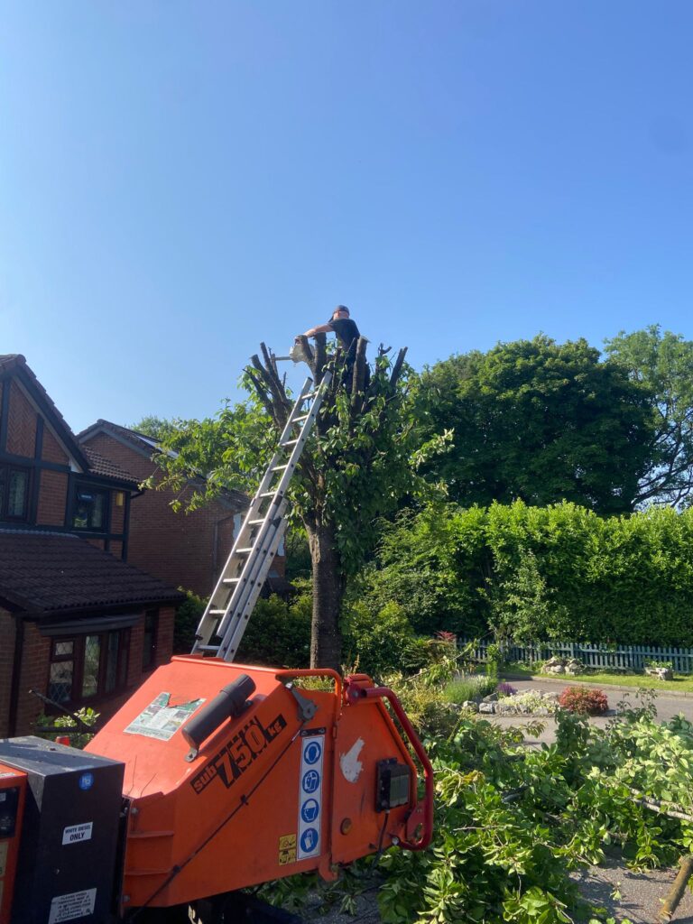 tree pruning blackwood