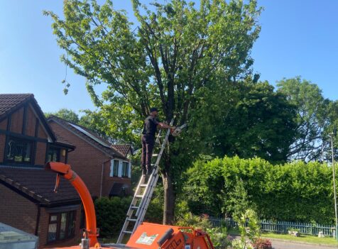 tree pruning blackwood