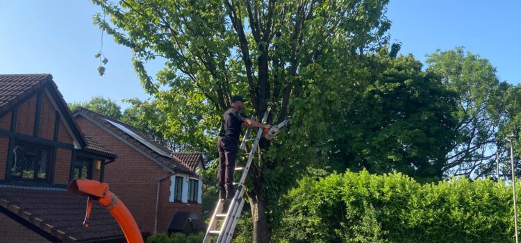 tree pruning blackwood