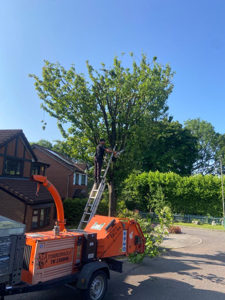 tree pruning blackwood