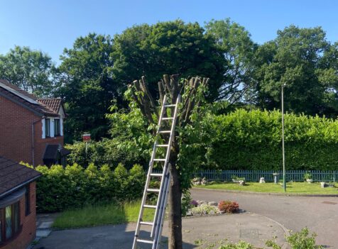 tree pruning blackwood