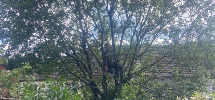 HJ-tree-maintenance-Tree-Felling-in Caerphilly