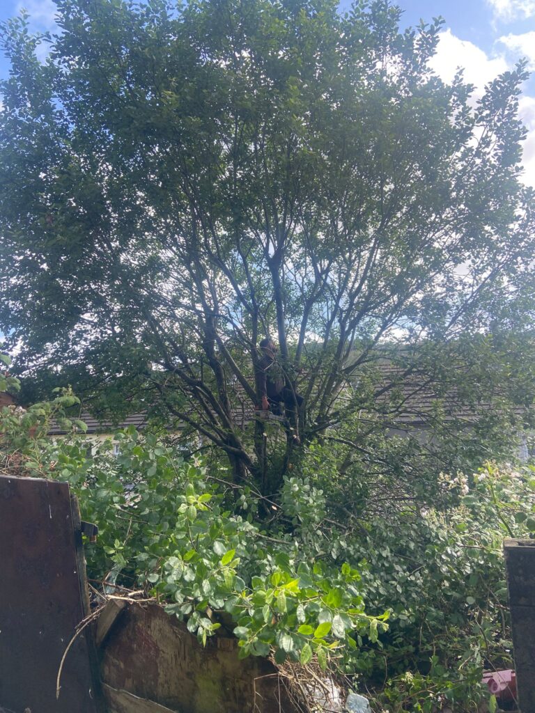 HJ-tree-maintenance-Tree-Felling-in Caerphilly