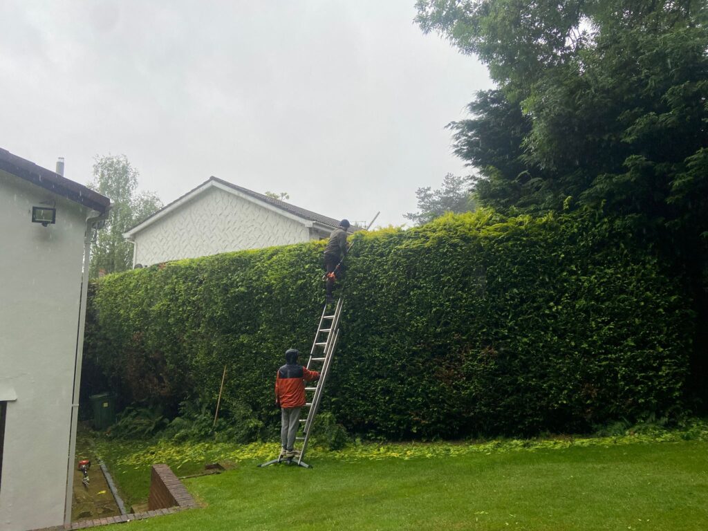 Hedge Trimming Bridgend