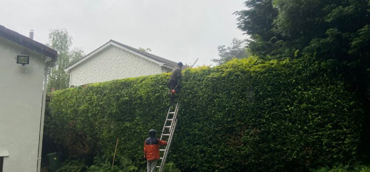 Hedge Trimming Bridgend