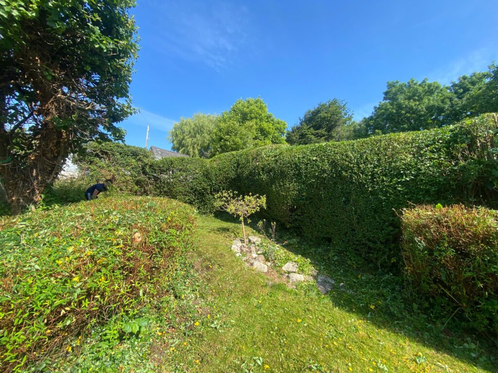 hedge maintenance Ogmore by Sea