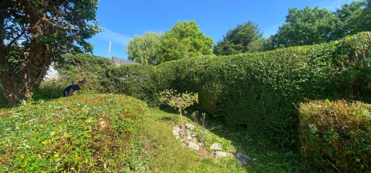 hedge maintenance Ogmore by Sea