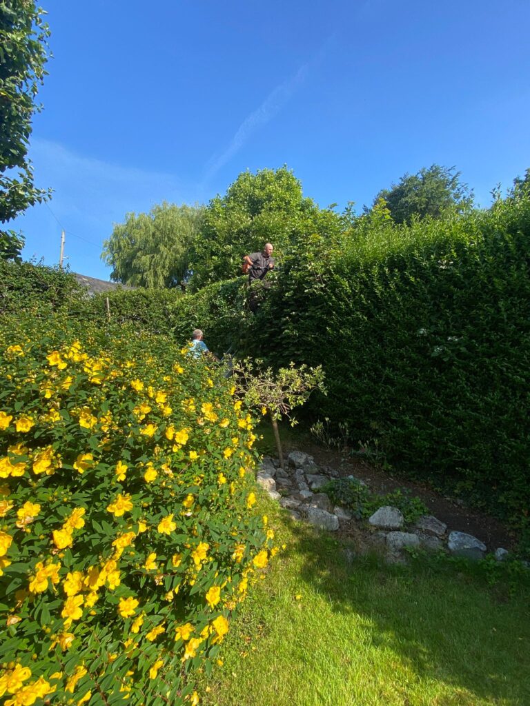 hedge maintenance Ogmore by Sea