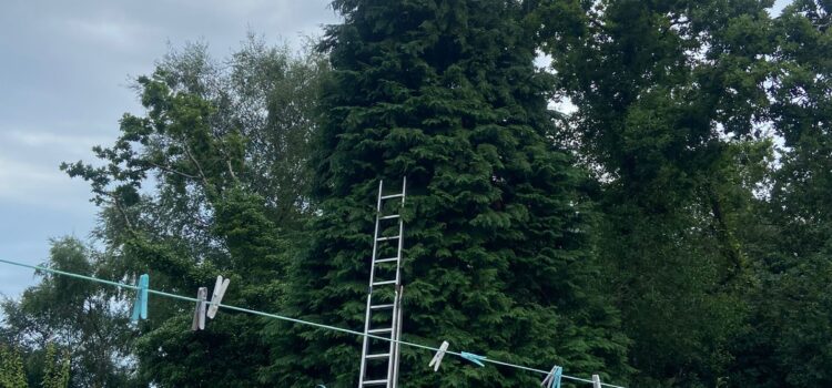 fir tree removal swansea