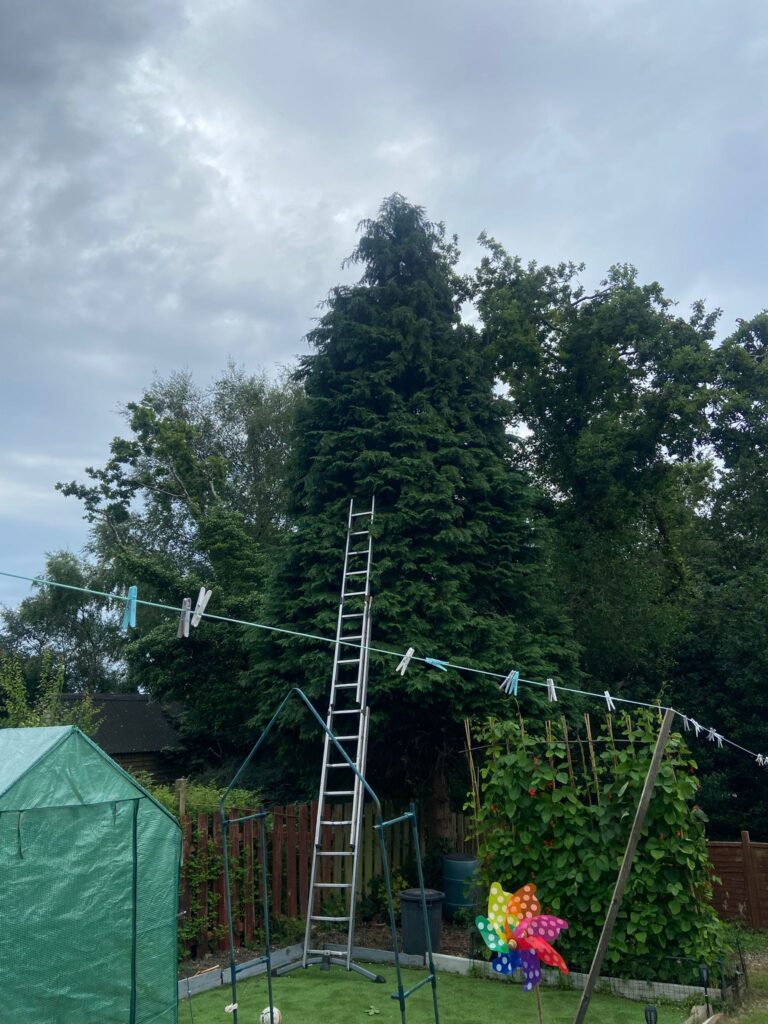 fir tree removal swansea
