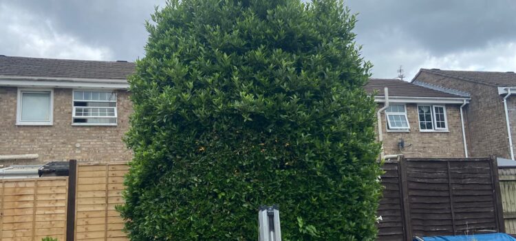 fir tree trimming cardiff