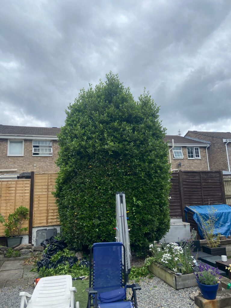fir tree trimming cardiff