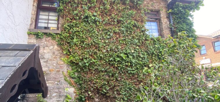 Ivy removal cardiff
