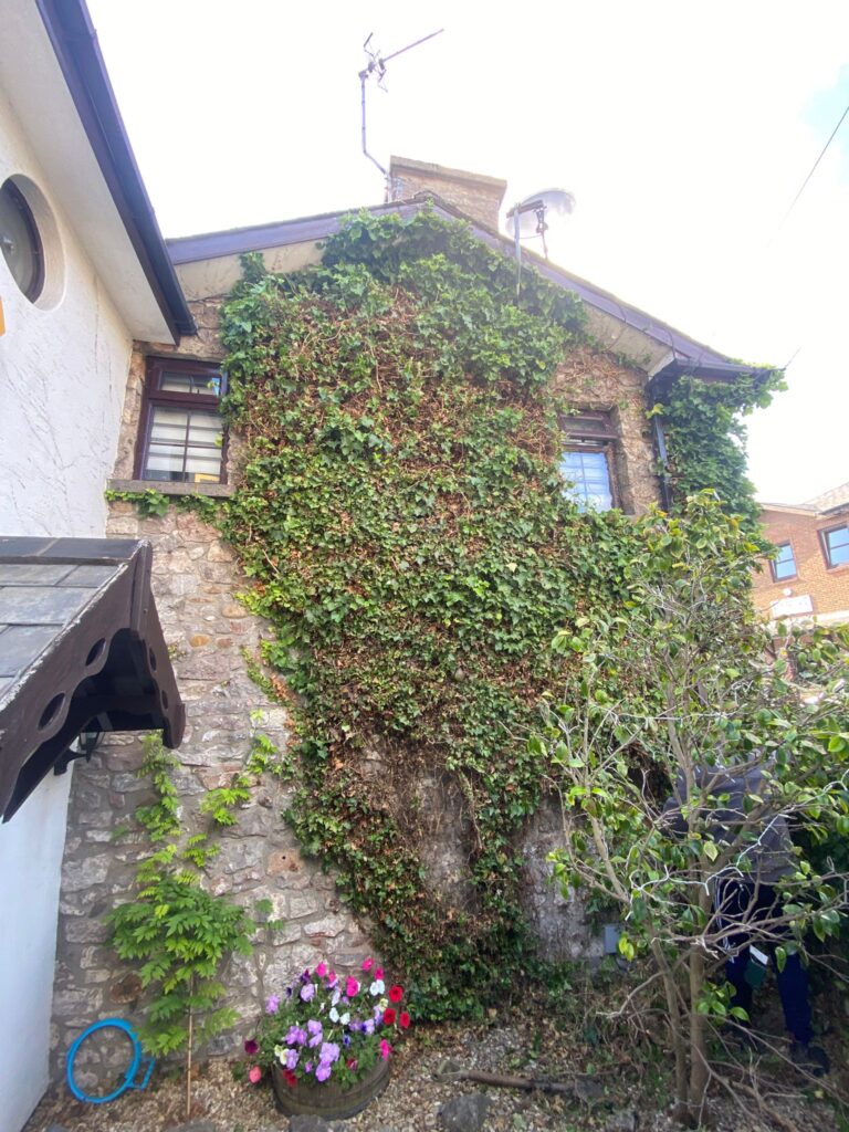 Ivy removal cardiff