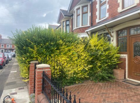 hedge maintenance Cardiff