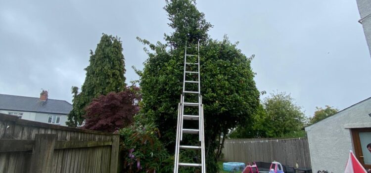 Tree Removal in Cowbridge: When Is It the Safest Option?