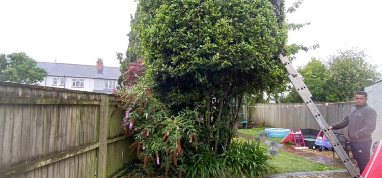 fir tree reduction cardiff