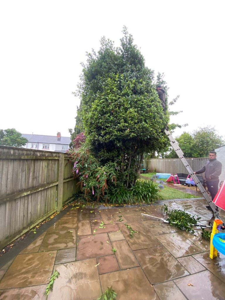 fir tree reduction cardiff
