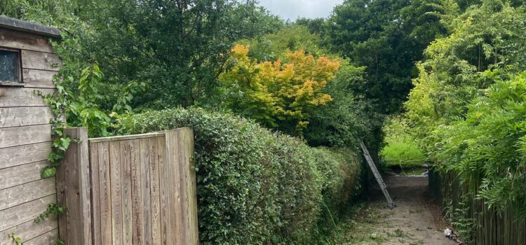 Hedge trimming Abertillery
