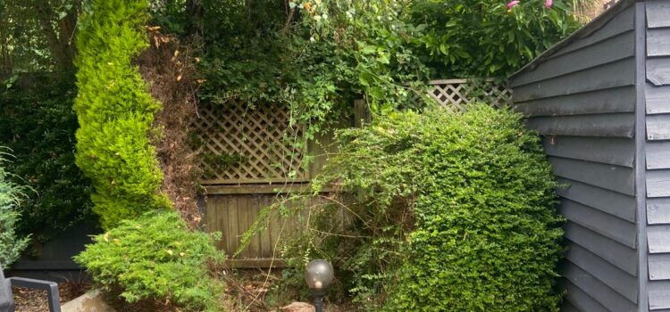 hedge cutting in Abertillery
