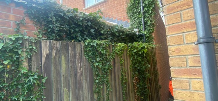 ivy removal swansea