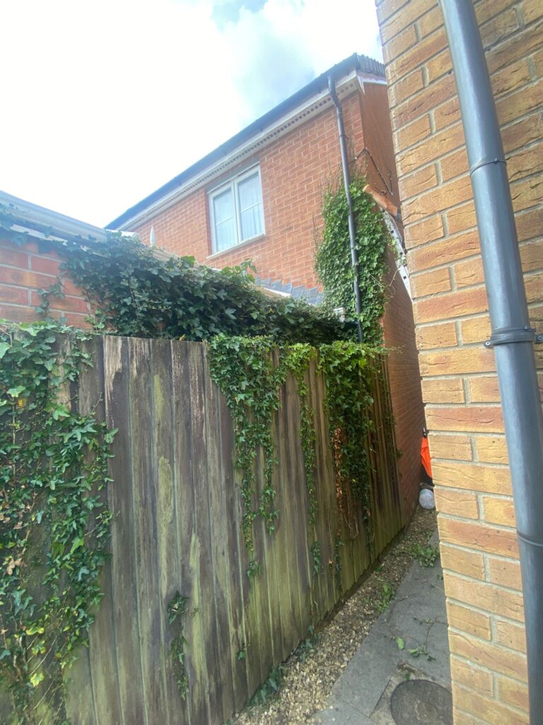 ivy removal swansea