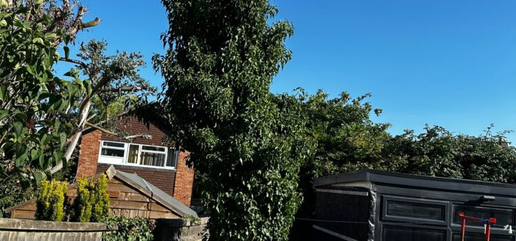tree removal swindon