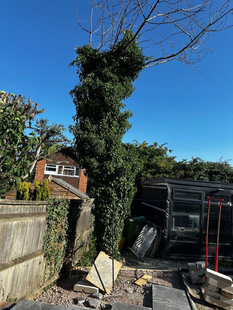 tree removal swindon