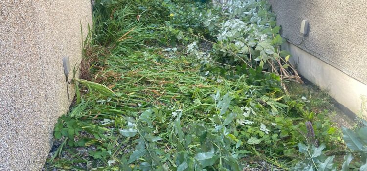 Overgrown Garden Clearance Neath