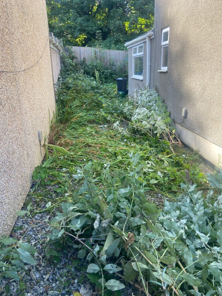 Overgrown Garden Clearance Neath