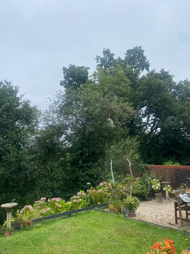tree surgery pontyclun