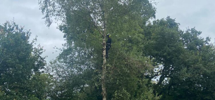 tree surgery pontyclun