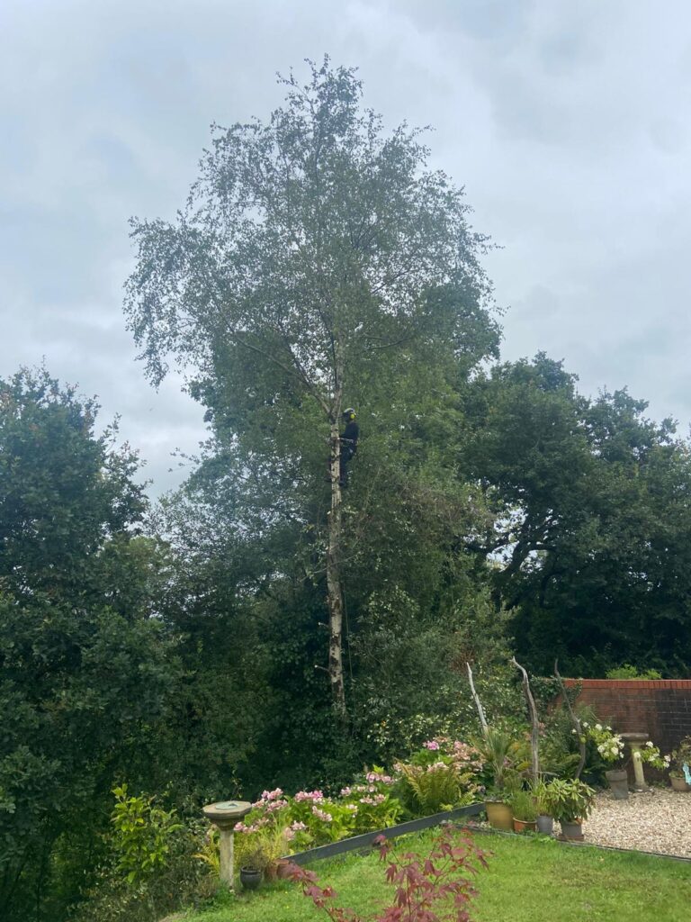 tree surgery pontyclun