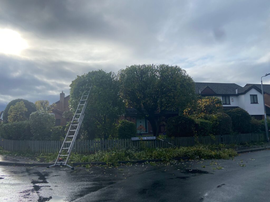 hedge cutting cardiff