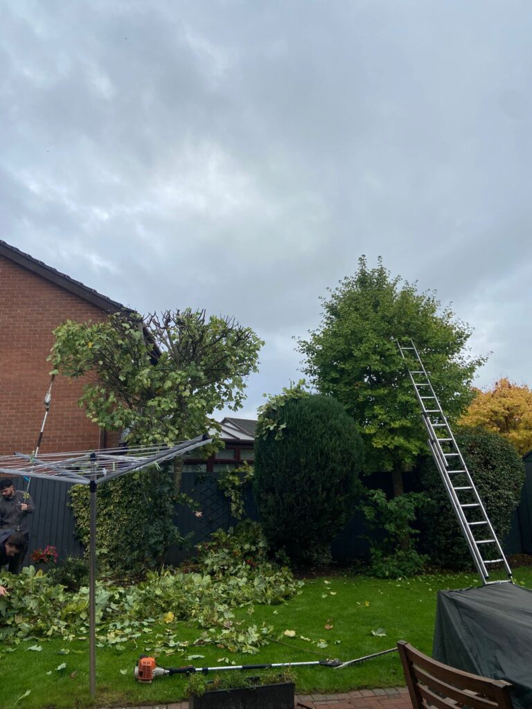 hedge cutting cardiff