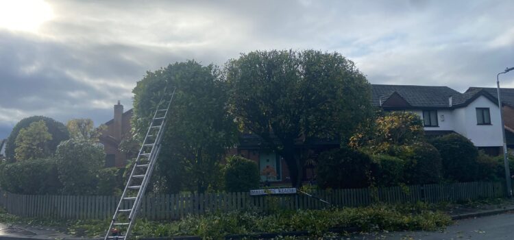 hedge cutting cardiff