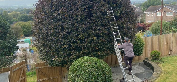 hedge shrub trimming in pontypool