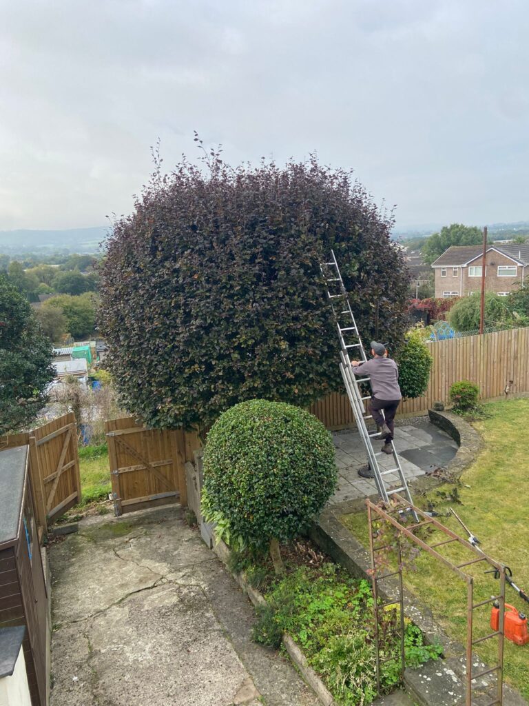 hedge shrub trimming in pontypool