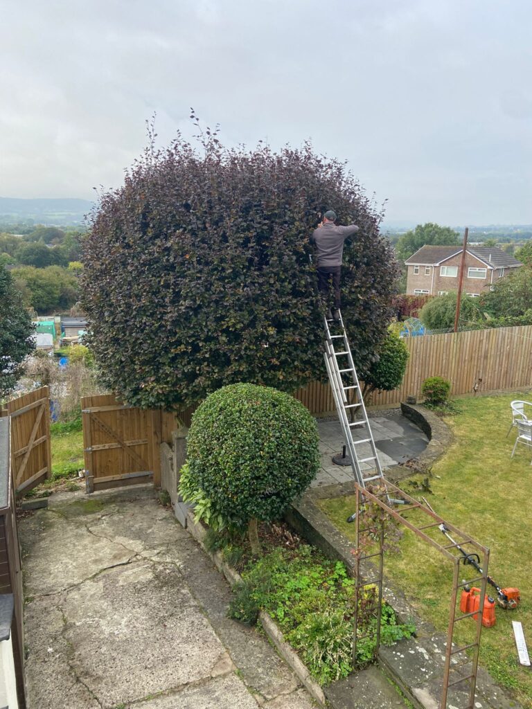 hedge shrub trimming in pontypool