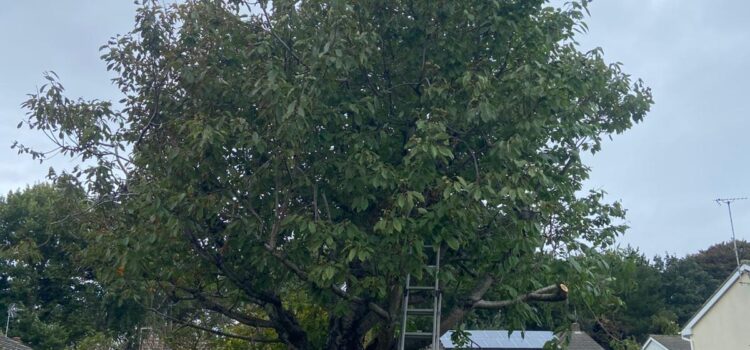 tree pruning Weston super Mare