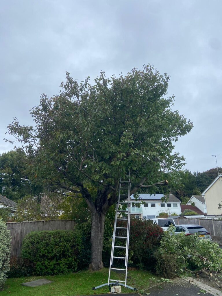 tree pruning Weston super Mare