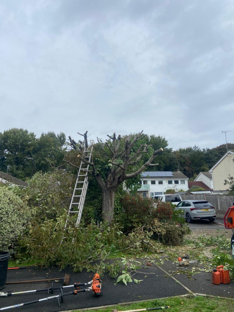 tree pruning Weston super Mare
