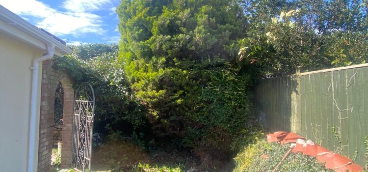 Tree Pruning Bedwas