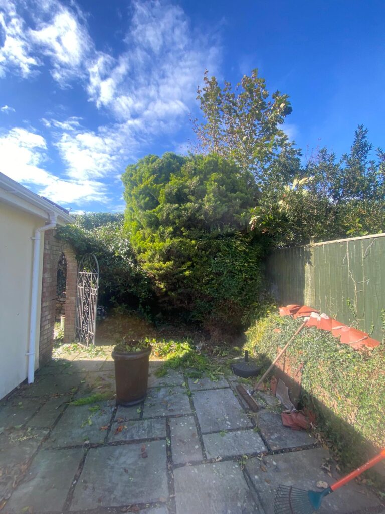Tree Pruning Bedwas