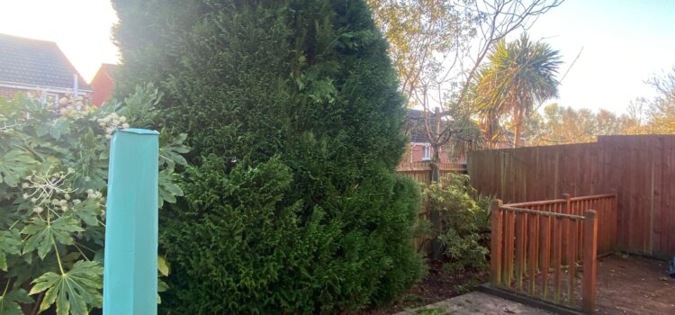 Fir Tree Reduction Pontprennau