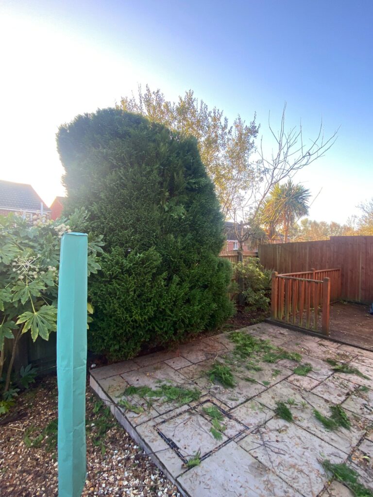 Fir Tree Reduction Pontprennau