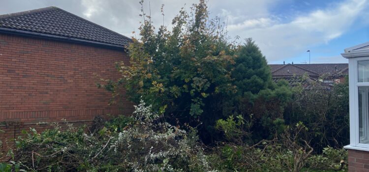Tree shrub removal cardiff