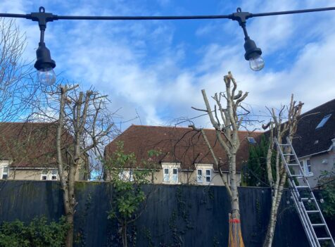 Hedge Reduction Bridgend