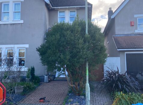 Hedge Reduction Bridgend
